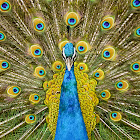 Indian Peafowl