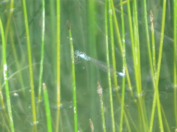 Spotting Image 1