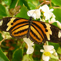 Isabella Longwing