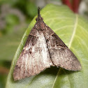 Moth