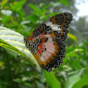 Malay Lacewing