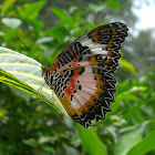 Malay Lacewing