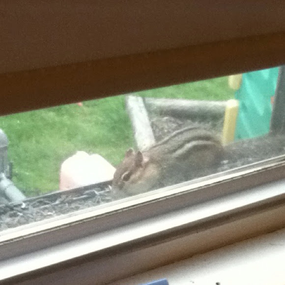 Spotting Image 1