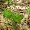 Clover