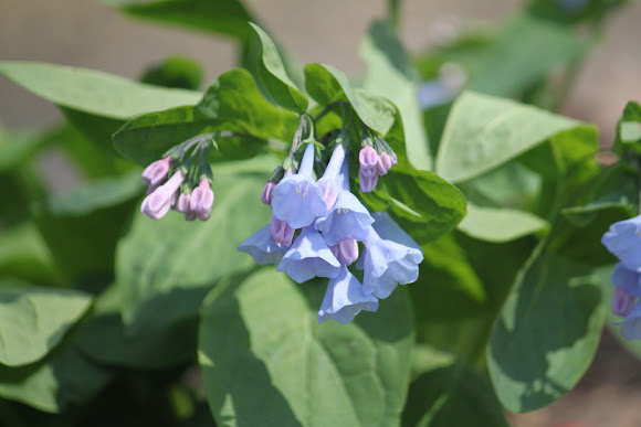 Spotting Image 1