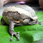 Chorus Frog