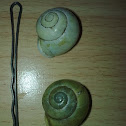 White lipped snail