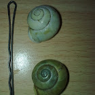 White lipped snail