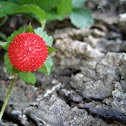 Mock Strawberry