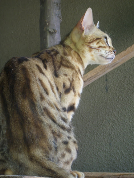 Spotting Image 1