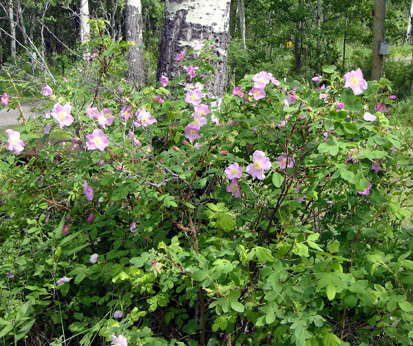 Wild Rose Project Noah