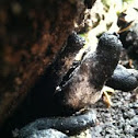 Xylaria polymorpha (Dead Man's Fingers)