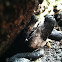Xylaria polymorpha (Dead Man's Fingers)