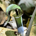 Jack In The Pulpit