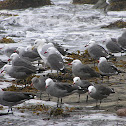 Heermann's Gull