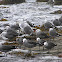Heermann's Gull