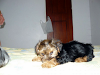 Bellos Cachorritos Yorkshire Terrier Puerto Ordaz
