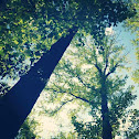 Tulip-poplar      Tuliptree