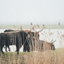 Heck cattle