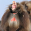 Gelada
