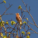 Chaffinch