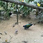 Nicobar Pigeon
