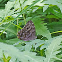 Northern Pearly-eye