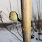 Common fig
