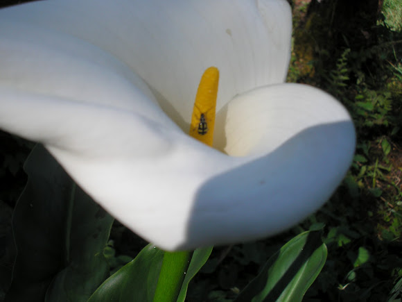 Spotting Image 1