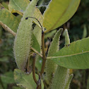 Milkweed Pod