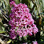 Red valerian