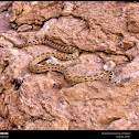 Great Basin Gophersnake