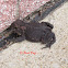 Dwarf American Toad