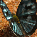 Four-spotted Sailor