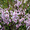 Peach blossoms