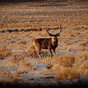 Mule Deer
