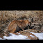 Bobcat