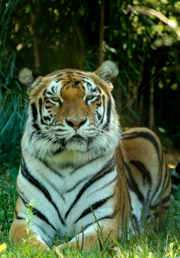 Franklin Park Zoo, Boston | Lions, Tigers & Big Cats | Animals | Pixoto