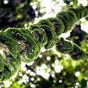 Lichen