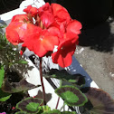 Maverick coral geranium