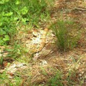 Copperhead 