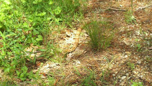 Spotting Image 1