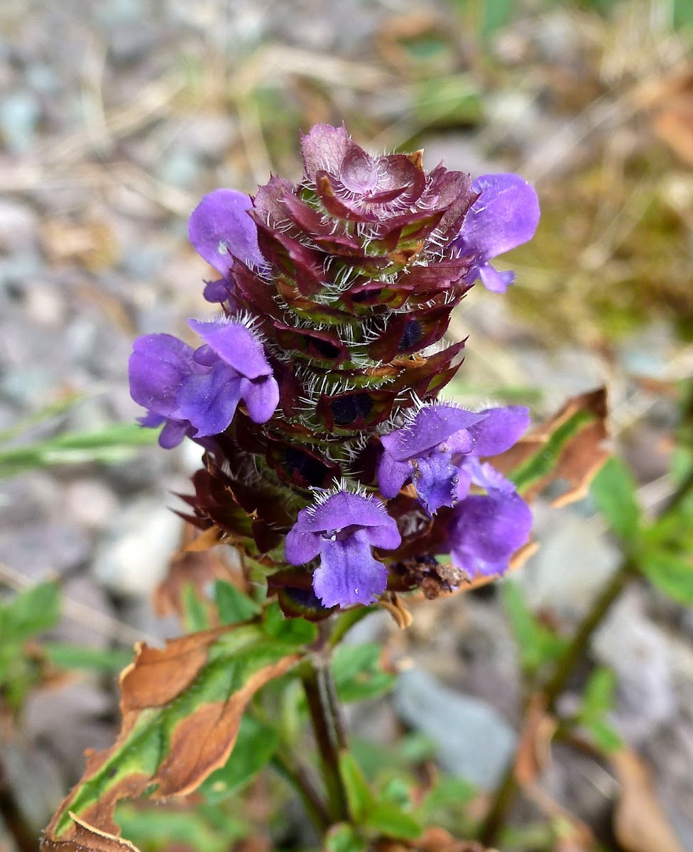 Selfheal or Heal-all