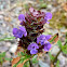 Selfheal or Heal-all