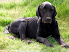Tizon Guapo Labradorayudame A Q Deje Su Pena