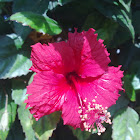 CHINA ROSE