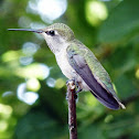 Anna's Hummingbird(Female)