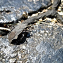 Squash Bug