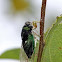 Cicada
