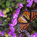 Monarch butterfly